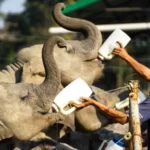 Professional Animal Control Your Partner in Wildlife Safety