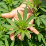 Best Cannabis Nutrients for Bigger Yields and Healthier Plants