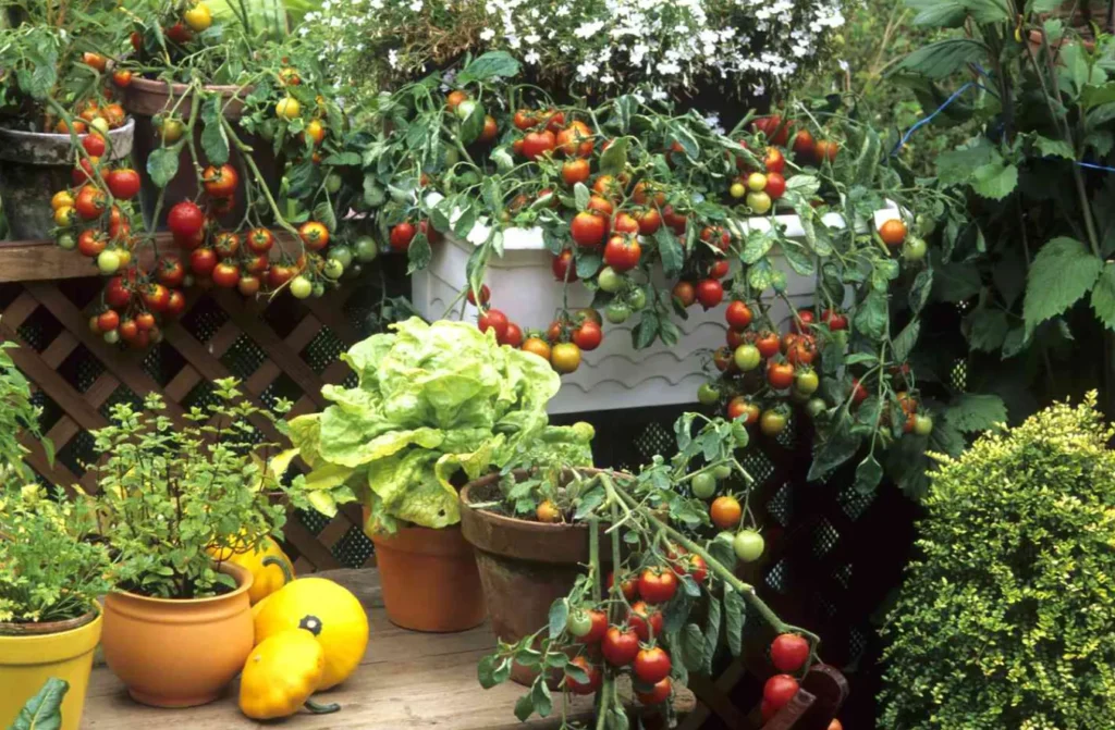 Grow Your Own Top Vegetables for a Thriving Garden