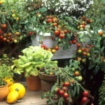 Grow Your Own Top Vegetables for a Thriving Garden